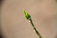 Lente knop