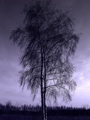 Understated beauty of silver birch in winter