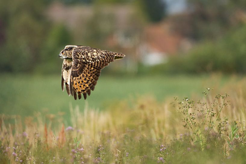 Eagle owl in flight by Jeroen Stel