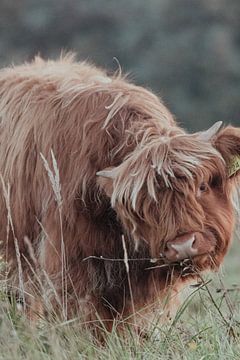 Schotse Hooglanders in de Nederlandse Duinen van Anne Zwagers