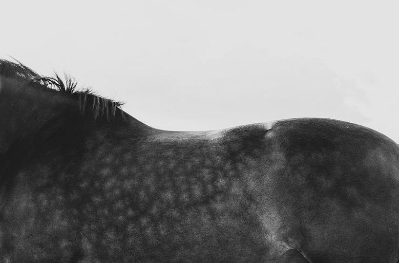 Black and White Horse by Crystal Clear