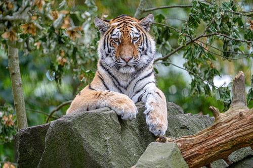 Big Pussy Cat: Sibirischer Tiger.