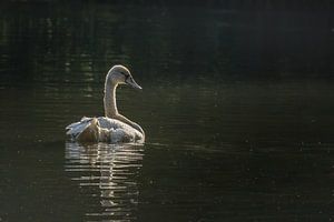 Cygne dans la lumière dorée du soleil levant