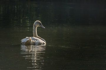 Swan in the golden light of the rising sun by John van de Gazelle fotografie