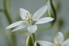 Sterhyacint by sandra ten wolde