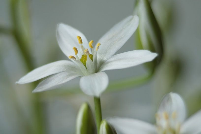 Sterhyacint by sandra ten wolde