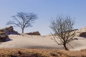 Sahara in Noord-Nederland van Rob IJsselstein