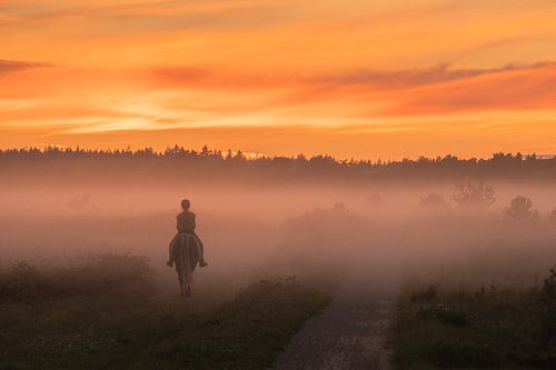 Paard in de mist op de Veluwe tijdens zonsondergang