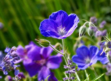 Lady in Blue (Blue Flower) by Caroline Lichthart