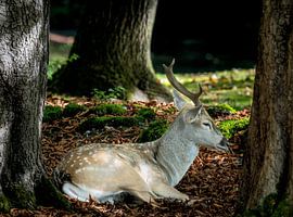 Mesopotamian fallow deer with antlers lying in the forest by ManfredFotos