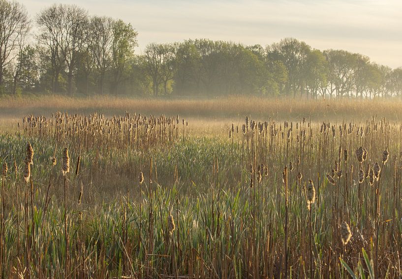 New Dordtse Biesbosch - Reed ridge in the early morning by Foto van Joyce