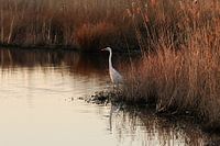 Great Egret
