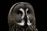 Great Horned Owl - Strix nebulosa by Thomas Marx thumbnail