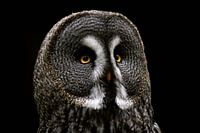 Grote Grijze Uil - Strix nebulosa