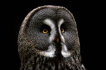 Great Horned Owl - Strix nebulosa by Thomas Marx