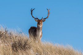 Fallow deer AWD by Merijn Loch