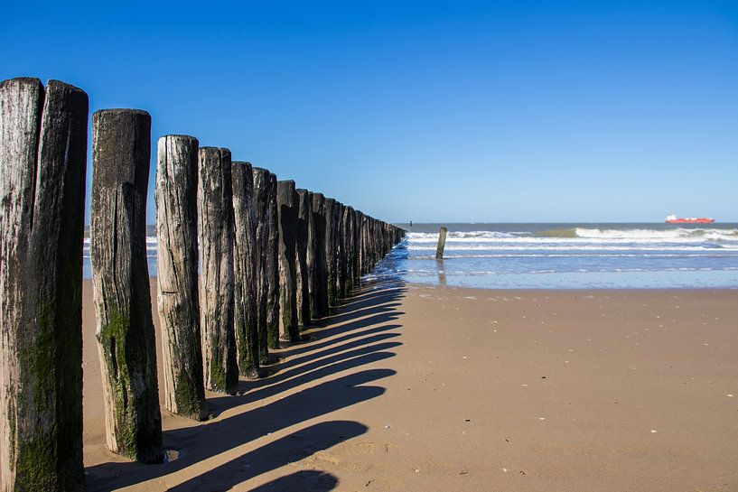 Strandpalen van Dotwood