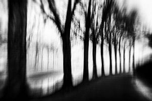 Arbres dans le brouillard en noir et blanc