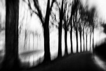 Bomen in de mist in zwart-wit van Imaginative