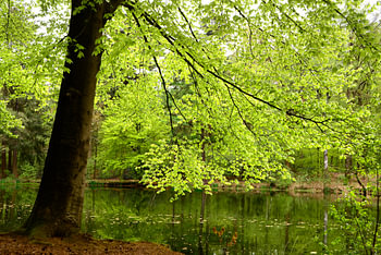 Buche am Wasser