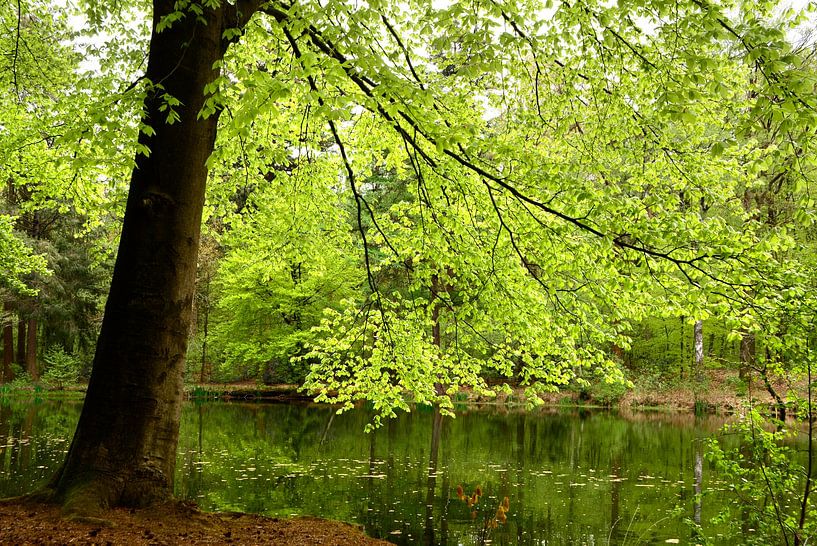 Hêtre au bord de l'eau par Corinne Welp