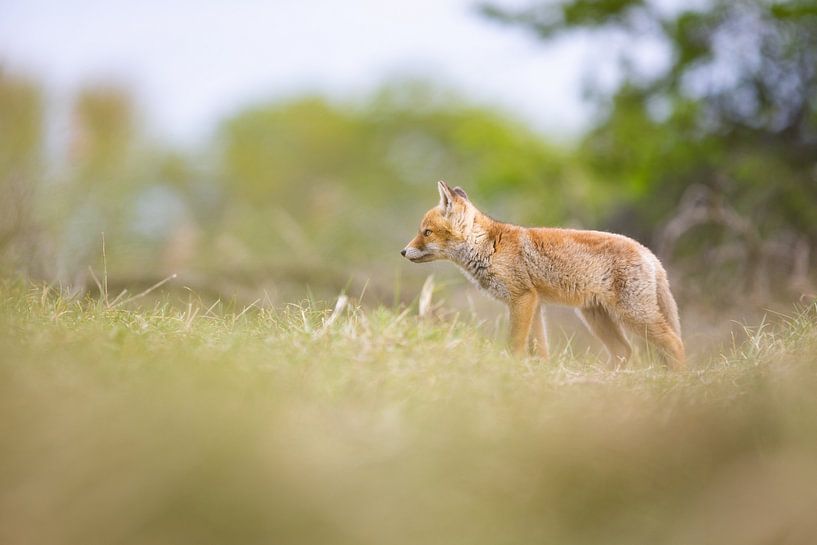 Jungfuchs von Pim Leijen