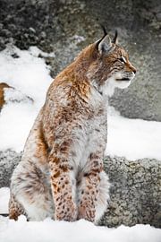 A beautiful and strong wildcat lynx sits upright and straight in the snow. by Michael Semenov