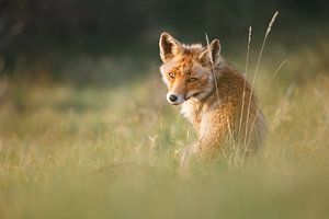 red fox von Pim Leijen
