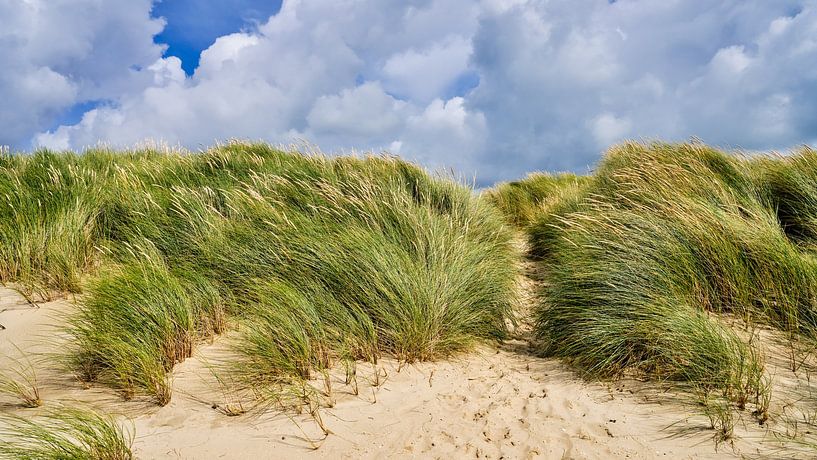 Dunes in summer when there is a lot of wind by eric van der eijk