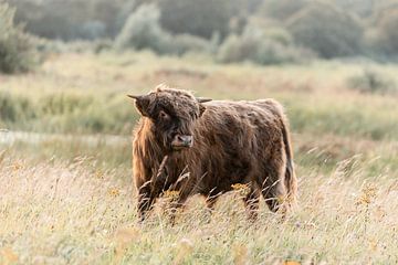 Schotse Hooglander van PeetMagneet