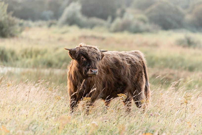 Scottish Highlander by PeetMagneet