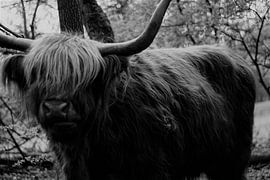 Scottish Highlander by David Muntinga