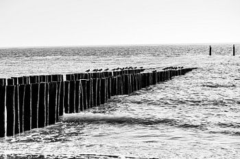 Vögel auf Strandstangen