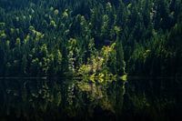 Donker gemengd bos met enkele zonnestralen met weerspiegeling in het meer