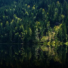 Donker gemengd bos met enkele zonnestralen met weerspiegeling in het meer van Hans-Heinrich Runge