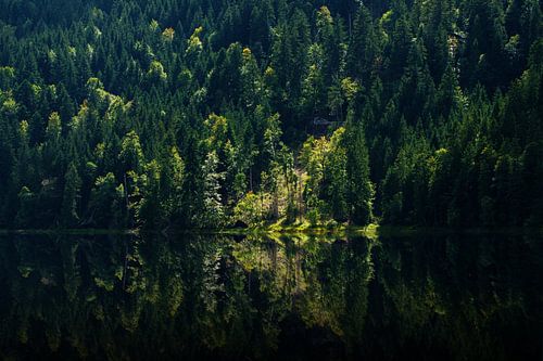 Dark mixed forest with single sun brightenings with reflection in the lake