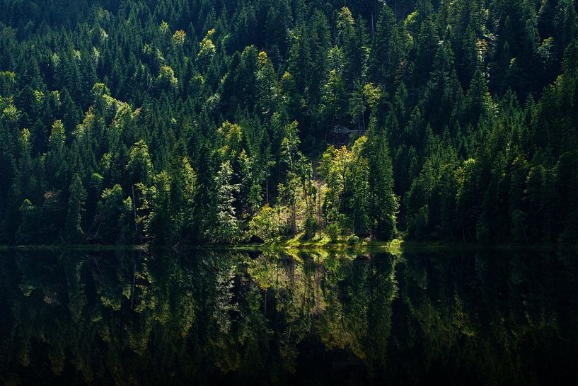 Dark mixed forest with single sun brightenings with reflection in the lake by Hans-Heinrich Runge