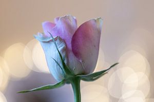 schillernde Rose