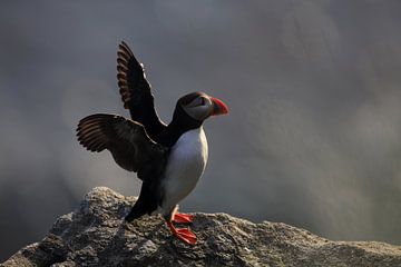 Puffins in the last evening light Norway by Frank Fichtmüller