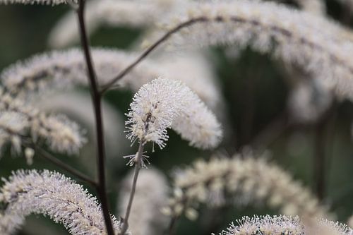 white autumn plant