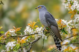 Kuckuck (Cuculus canorus)