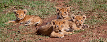 4 lionceaux