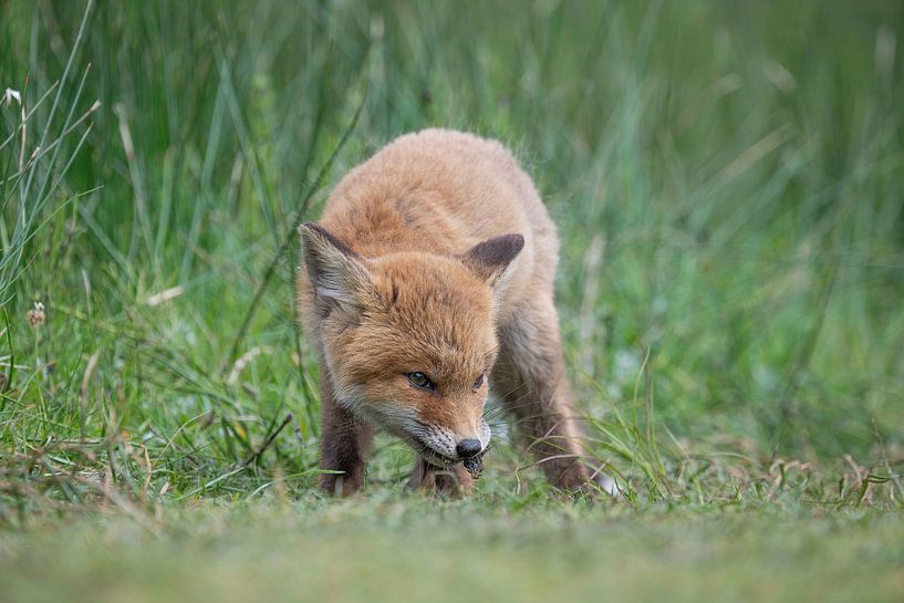 Jungfuchs (Jungtier) in den Amsterdamer Wasserleitungsdünen von Peter Bartelings