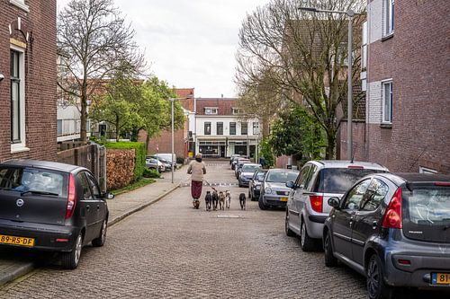 Der Hundespaziergänger auf dem Nordpfad