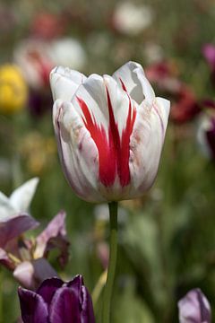 een rode witte tulp in een kleurrijk bloemenveld van W J Kok