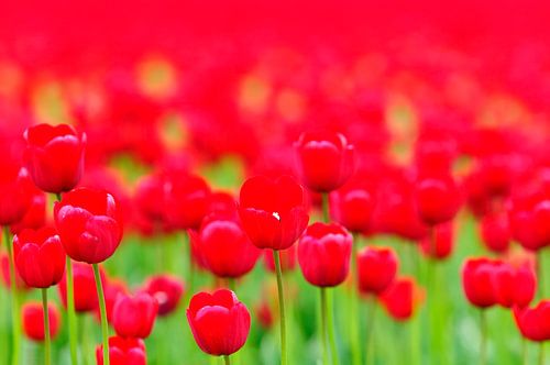 Rode tulpen in een veld tijdens de lente