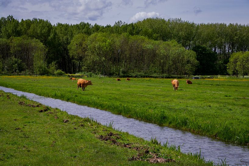 Kühe auf der Wiese von FotoGraaG Hanneke