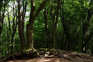 Ein Baum mit Wurzeln