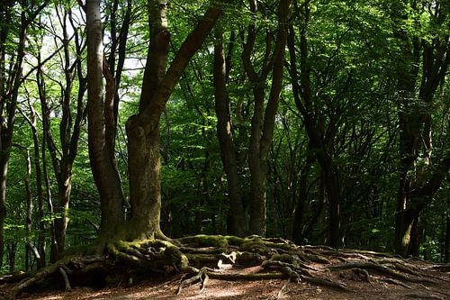 Een boom met wortels