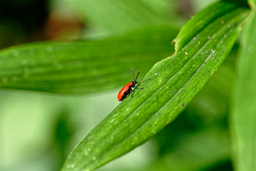Leliehaantje op een Fris Groen Blad